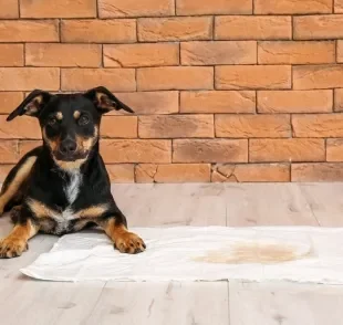 Ensinar filhote de cachorro a fazer xixi no lugar certo não é um bicho de sete cabeças