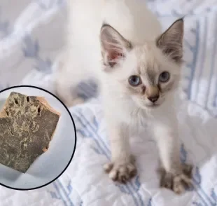 Evidência de gato amassando pãozinho há 1.200 anos viraliza na web