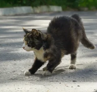 Várias situações podem deixar o gato assustado