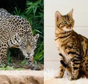 Apesar da diferença de altura, gatos e onças apresentam muitas semelhanças entre si