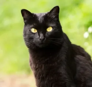 O gato preto não é traiçoeiro e nem traz azar! Entenda origem das superstições envolvendo o felino