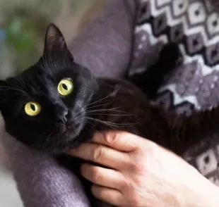 O gato Bombaim é muito carinhoso e tem várias outras qualidades