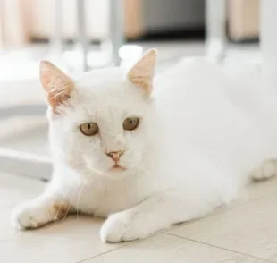 O gato com dor fica mais apático e não gosta muito de contato físico