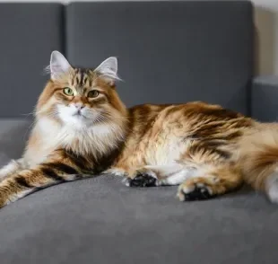 O gato Siberiano é super peludo e fofinho