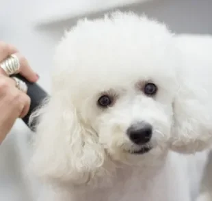 A máquina para tosar cachorro não é muito difícil de ser usada