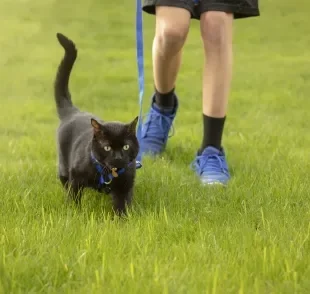 Passear com gato é uma atividade que exige certos cuidados