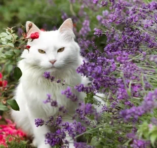 Confira quais plantas são consideras pet-friendly