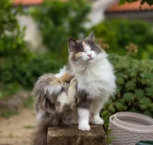 As pulgas em gatos são um grande incômodo para a vida do bichano