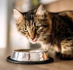 As formigas se sentem atraídas pelo cheiro da ração de gato