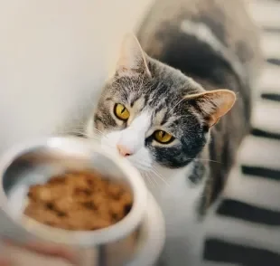 A ração para gato idoso é formulada especialmente para os bichanos na terceira idade