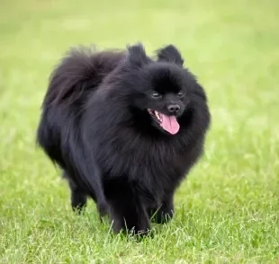 O Spitz Alemão preto é cheio de curiosidades interessantes