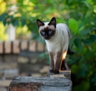 Estudo mapeou quais são as raças de gato que vivem mais tempo