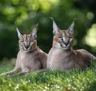 Algumas raças de gatos domésticos carregam traços selvagens