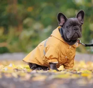 Passear com cachorro em dias chuvosos exige cuidados especiais