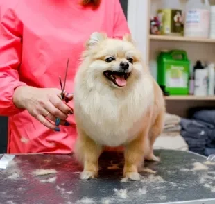 Tosar cachorro no verão ajuda no calor ou traz problemas de saúde?