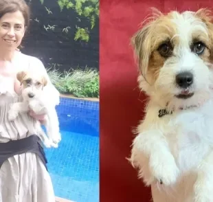 Pimpão, cãozinho do filme "Ainda Estou Aqui", foi interpretado por dois cachorros (Créditos: Divulgação)