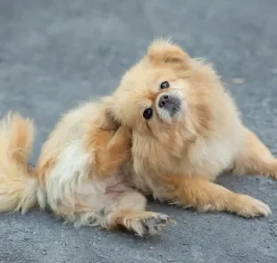 A alergia em cachorro pode ser causada por várias coisas