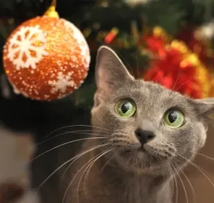 Montar uma árvore de Natal para gatos é algo que exige certos cuidados