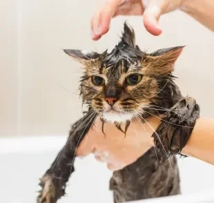 Só pode dar banho em gato em situações específicas