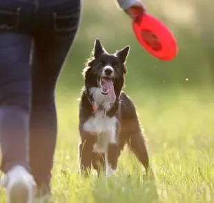 O Border Collie é tão inteligente que pode ter um extenso vocabulário