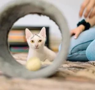 O túnel é um dos melhores brinquedos para gatos