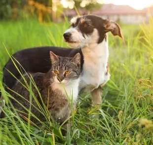 É importante refrescar o gato e cachorro com calor durante o verão