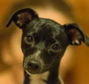 Os cães são animais inteligentes e observadores 