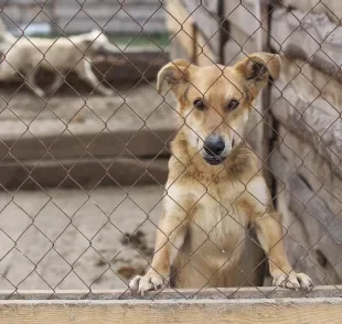 Veja quais são os cachorros mais rejeitados na adoção