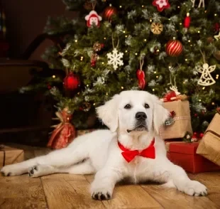 Os enfeites da árvore de Natal podem deixar o cachorro engasgado