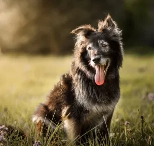 Veja algumas dicas para garantir maior longevidade ao cachorro idoso