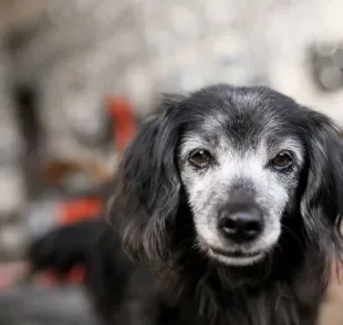 O cachorro idoso precisa de cuidados especiais na velhice