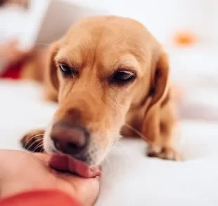 O cachorro lambendo a mão do dono é um comportamento herdado dos ancestrais selvagens dos cães