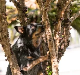 O cachorro pode comer jabuticaba, desde que seja oferecida com moderação