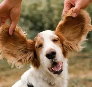 A audição canina é tão potente que existem alguns sons que só os doguinhos escutam, e a gente não