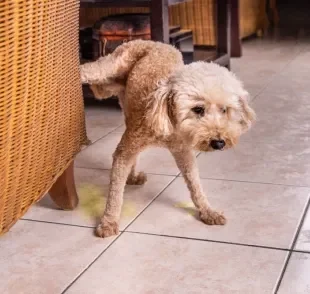 O cachorro fazendo xixi no lugar errado pode acontecer por diferentes razões