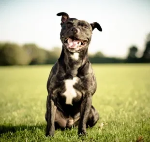 Um cachorro feliz é aquele que passeia, socializa e recebe uma boa alimentação