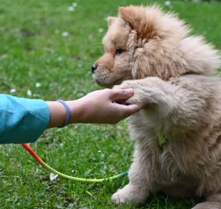 O cachorro filhote é capaz de aprender várias coisas ao longo do primeiro ano de vida