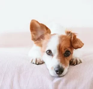 Decifrar a linguagem corporal canina vai melhorar a sua comunicação com seu cachorro