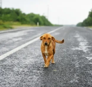 Cachorros perdidos possuem habilidades incríveis de localização 