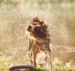 Os cachorros se sacodem por causa de um receptor que é ativado