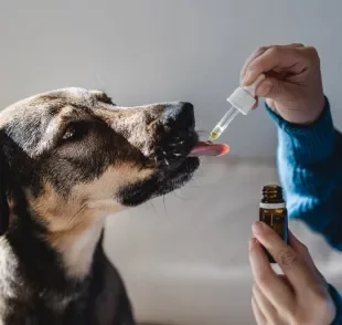 Nova resolução vai permitir a prescrição de cannabis para cachorro e gato