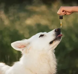 A liberação de cannabis para o tratamento de cães e gatos pode ser útil em muitos casos