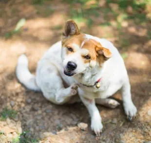 Tirar carrapato em cachorro é importante para a saúde e bem-estar do animal 