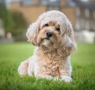 A maneira como o cérebro de cachorro funciona pode te surpreender