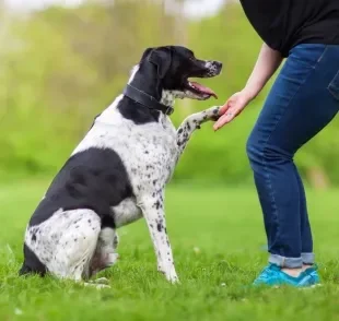 Não é difícil aprender como adestrar um cachorro se você seguir algumas dicas