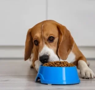 A diabetes em cachorro é uma doença sem cura e que precisa de mudanças na alimentação