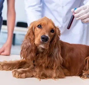 O exame de sangue em cachorro traz várias interpretações sobre a saúde animal