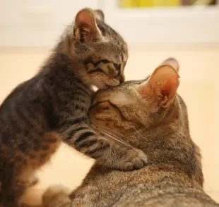 O filhote de gato só pode ser separado da ninhada após alguns meses