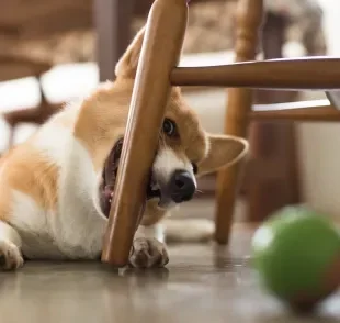 Não aguenta mais seu filhote de cachorro mordendo a mobília? Saiba o que fazer!