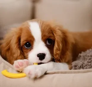 Filhote de cachorro exige uma série de cuidados nessa fase inicial